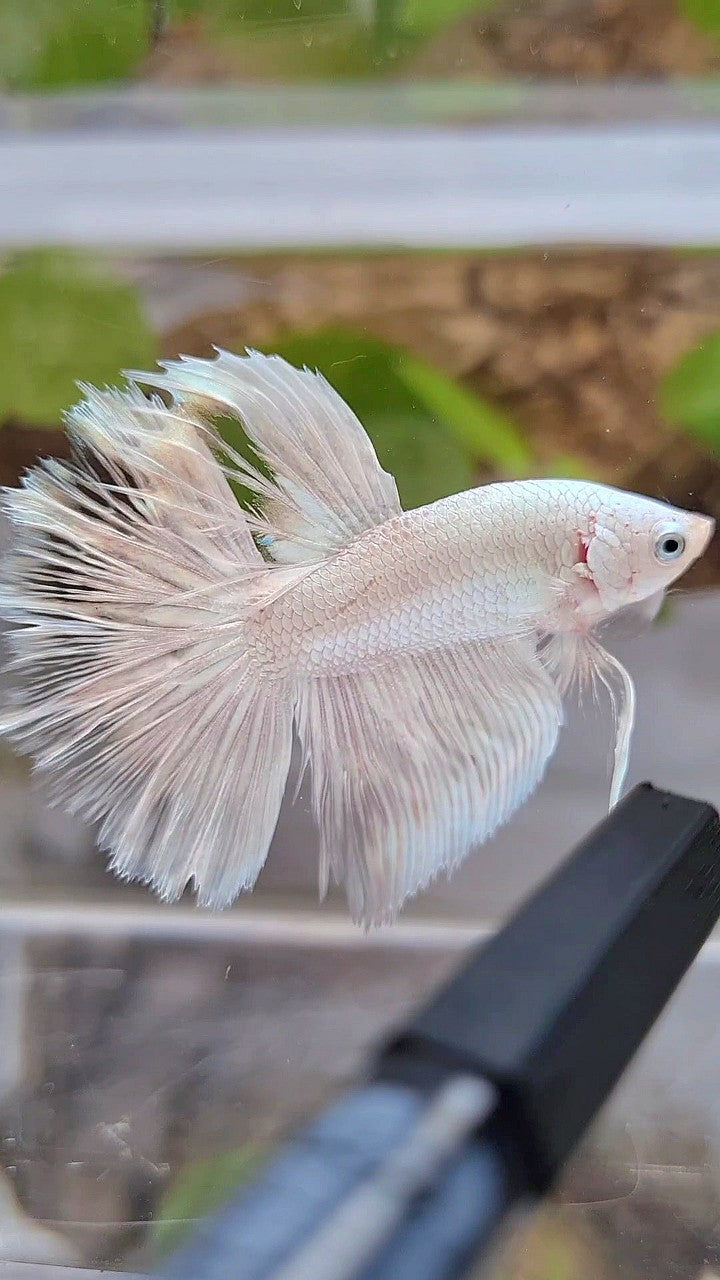 HALFMOON ROSETAIL WHITE SILVER BETTA FISH