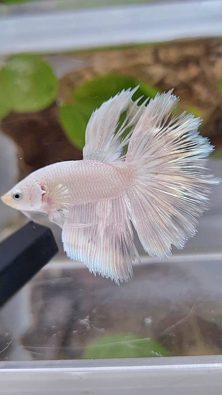 HALFMOON ROSETAIL WHITE SILVER BETTA FISH