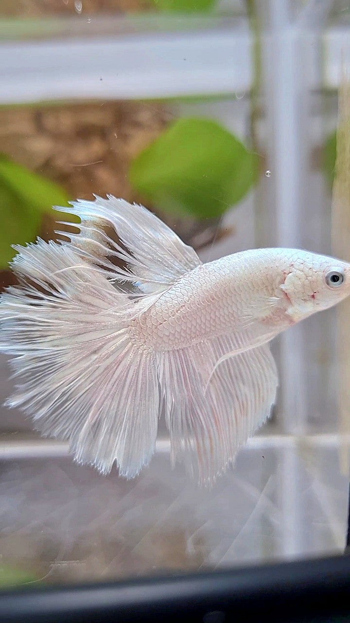 HALFMOON ROSETAIL WHITE SILVER BETTA FISH
