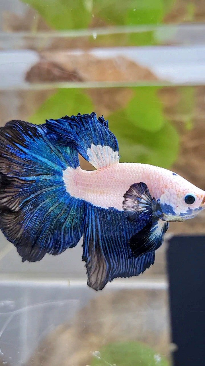 HALFMOON ROSETAIL DARK BLUE RIM BICOLOR BETTA FISH
