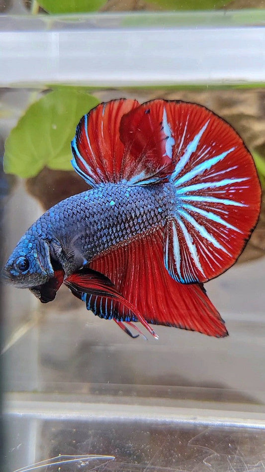 GIANT HMPK OVERTAIL BO 4,5CM+ BLUE GRAY RED BETTA FISH