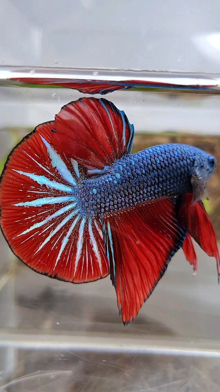GIANT HMPK OVERTAIL BO 4,5CM+ BLUE GRAY RED BETTA FISH
