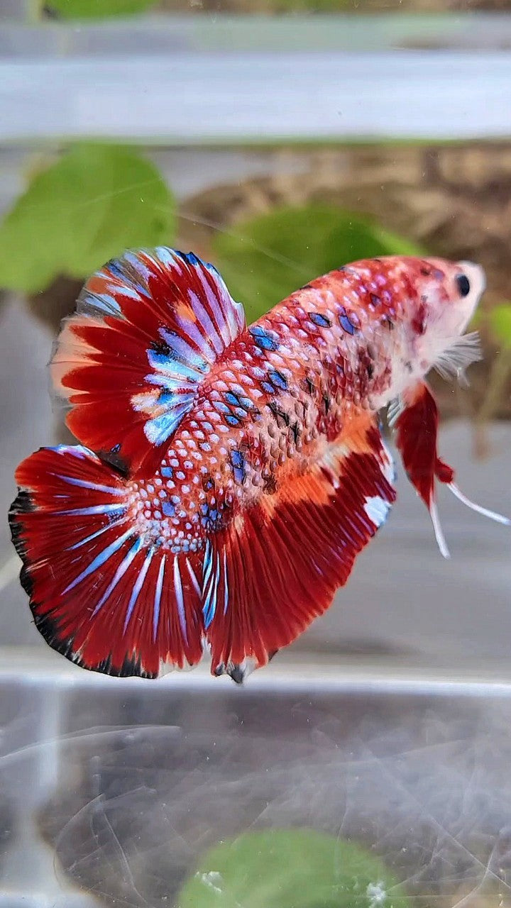 GIANT BO 5CM+ RED METTALIC MULTICOLOR BETTA FISH