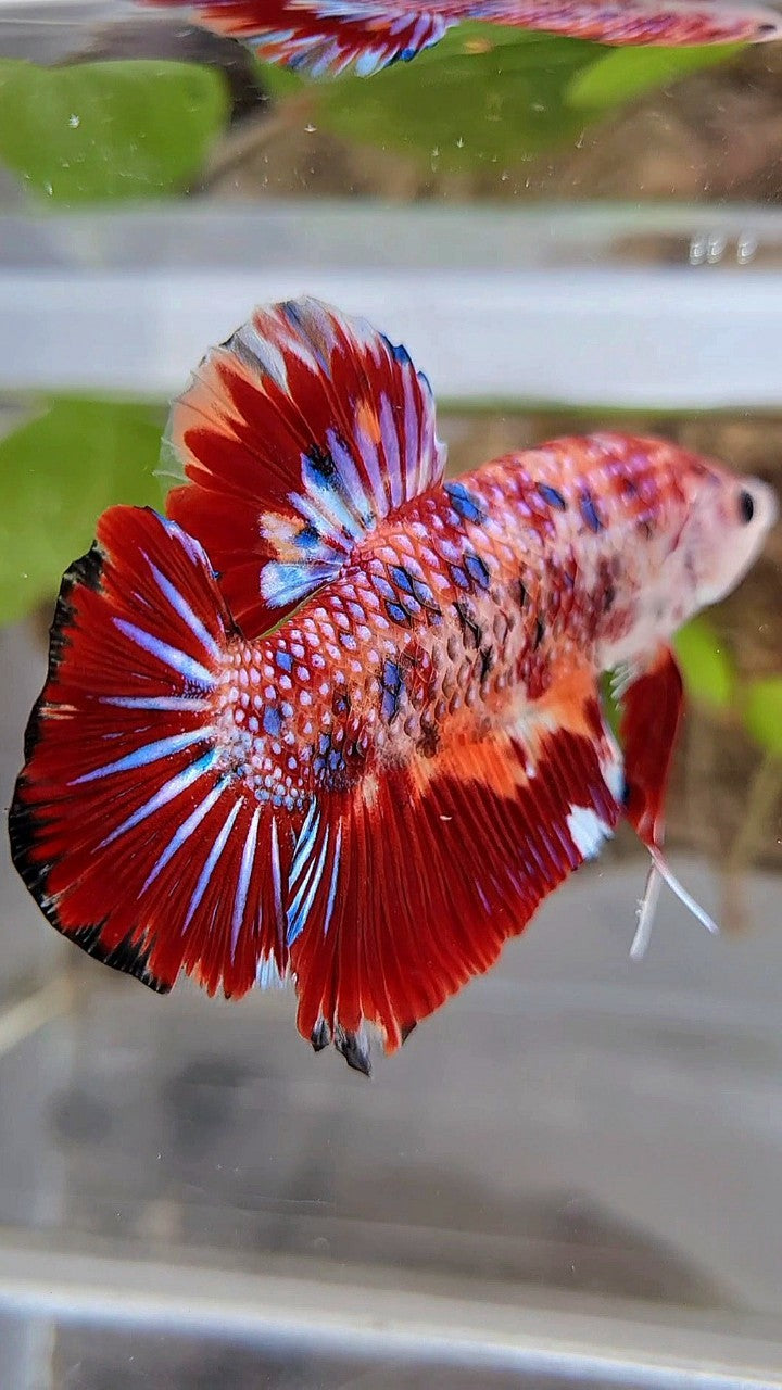 GIANT BO 5CM+ RED METTALIC MULTICOLOR BETTA FISH