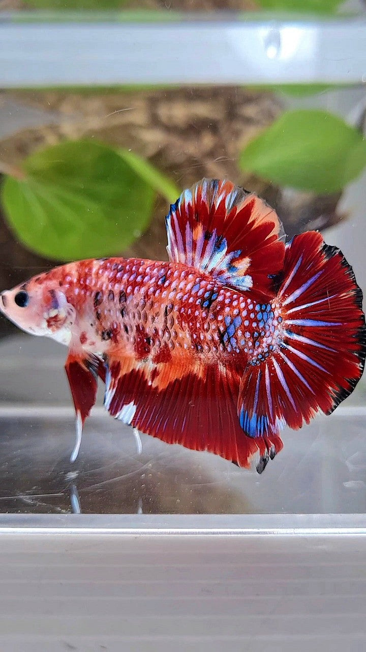 GIANT BO 5CM+ RED METTALIC MULTICOLOR BETTA FISH