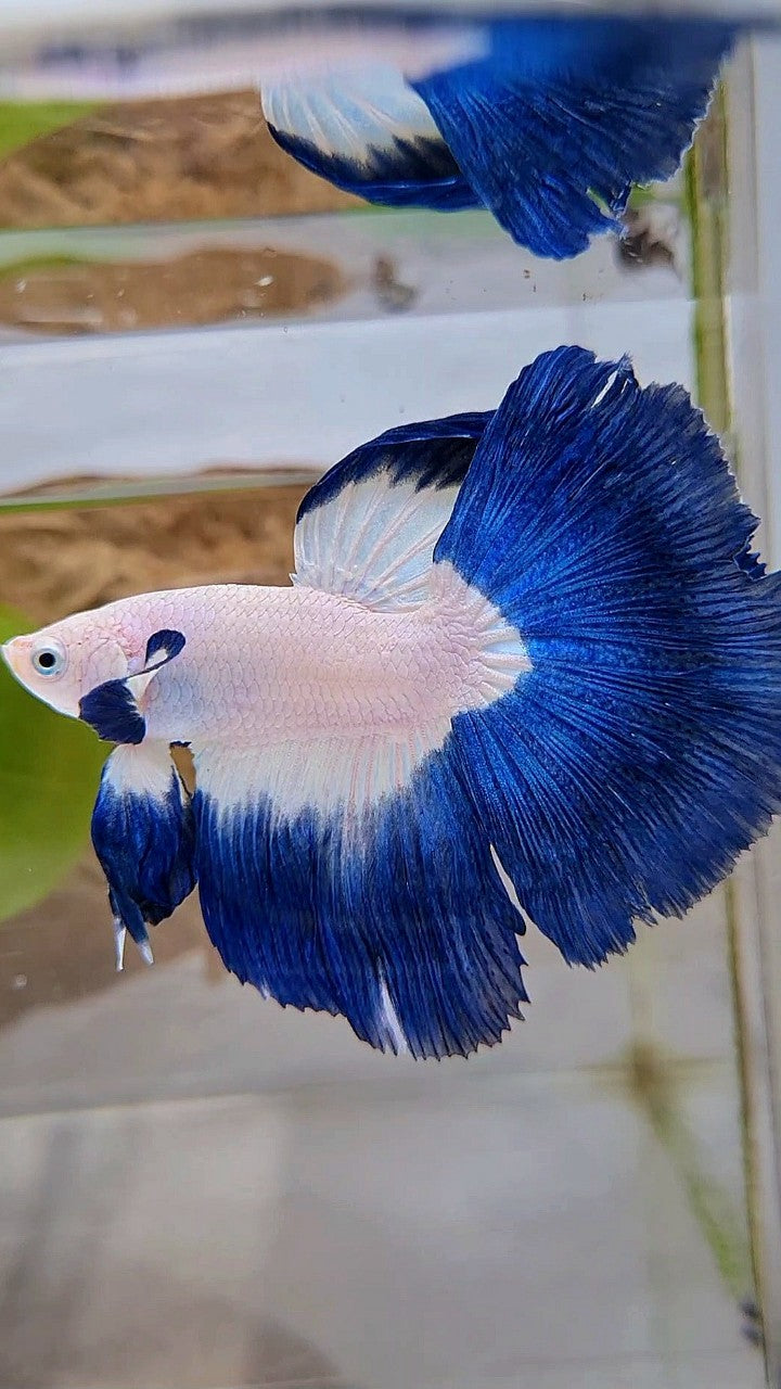 LUXURY HALFMOON BIG EAR ROSETAIL BLUE RIM BICOLOR BETTA FISH