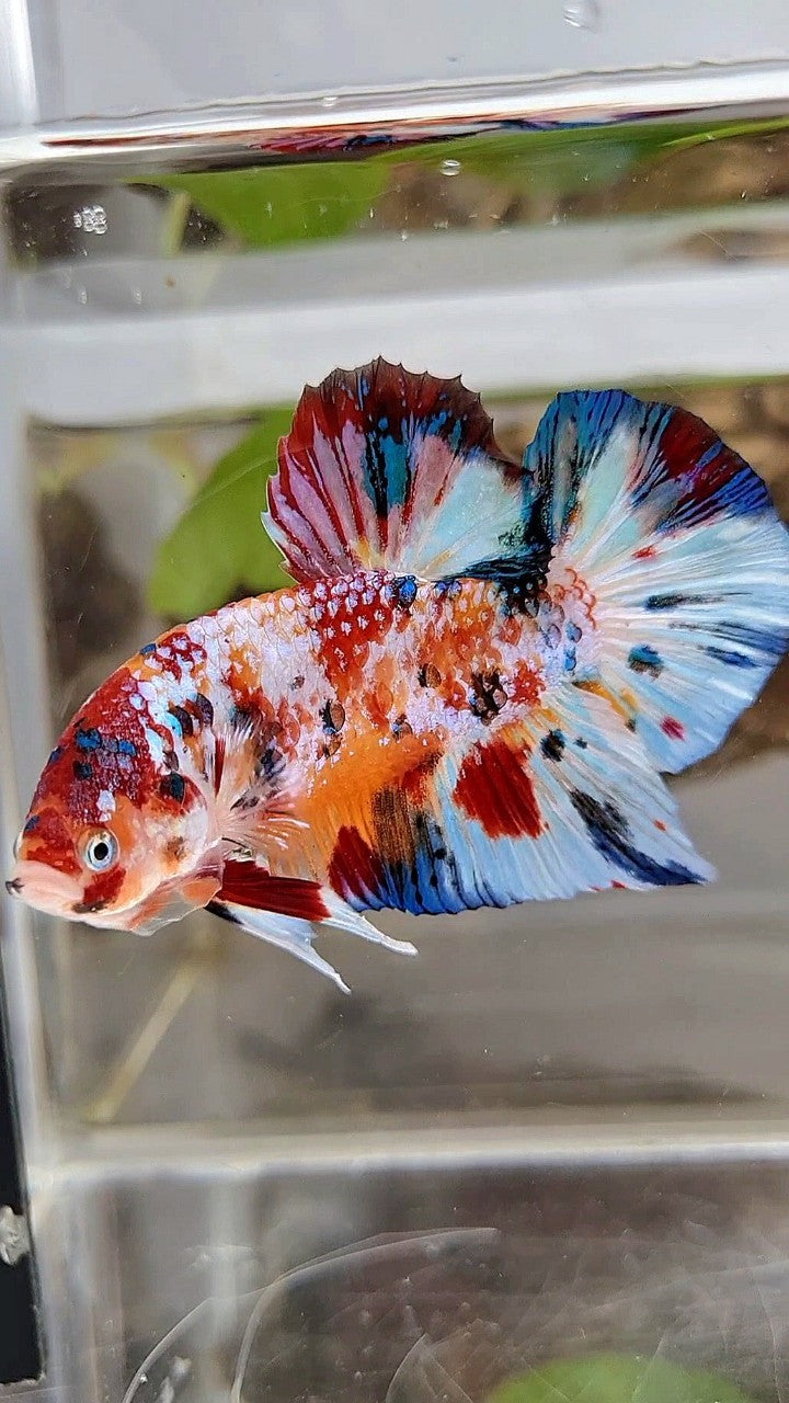 GIANT PLAKAT BO 5,2CM+ SUPER MULTICOLOR METTALIC WHITE ORANGE CANDY BETTA FISH