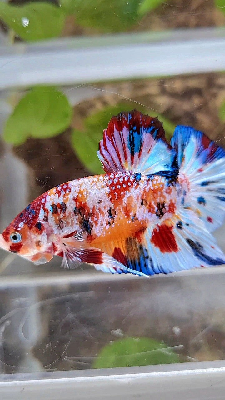 GIANT PLAKAT BO 5,2CM+ SUPER MULTICOLOR METTALIC WHITE ORANGE CANDY BETTA FISH