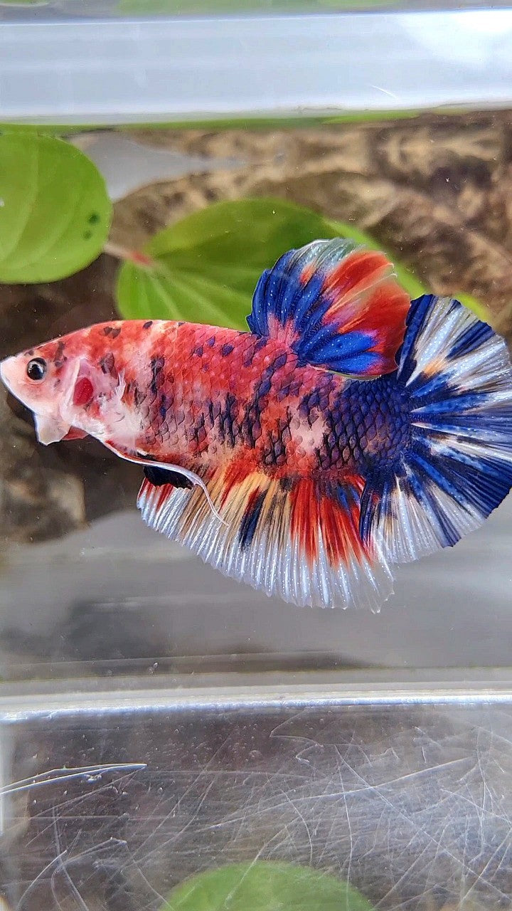 GIANT BO 5,5CM+ RED METTALIC MULTICOLOR BETTA FISH