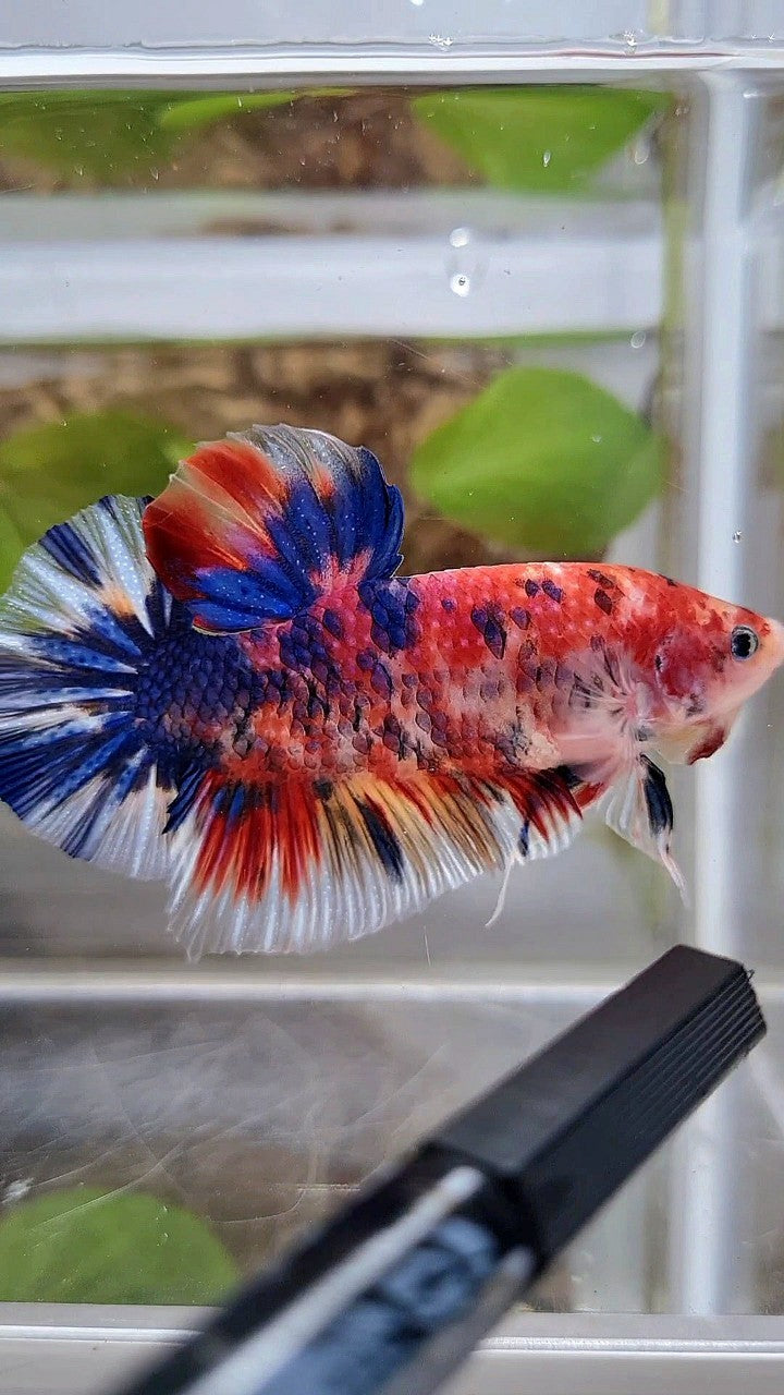 GIANT BO 5,5CM+ RED METTALIC MULTICOLOR BETTA FISH