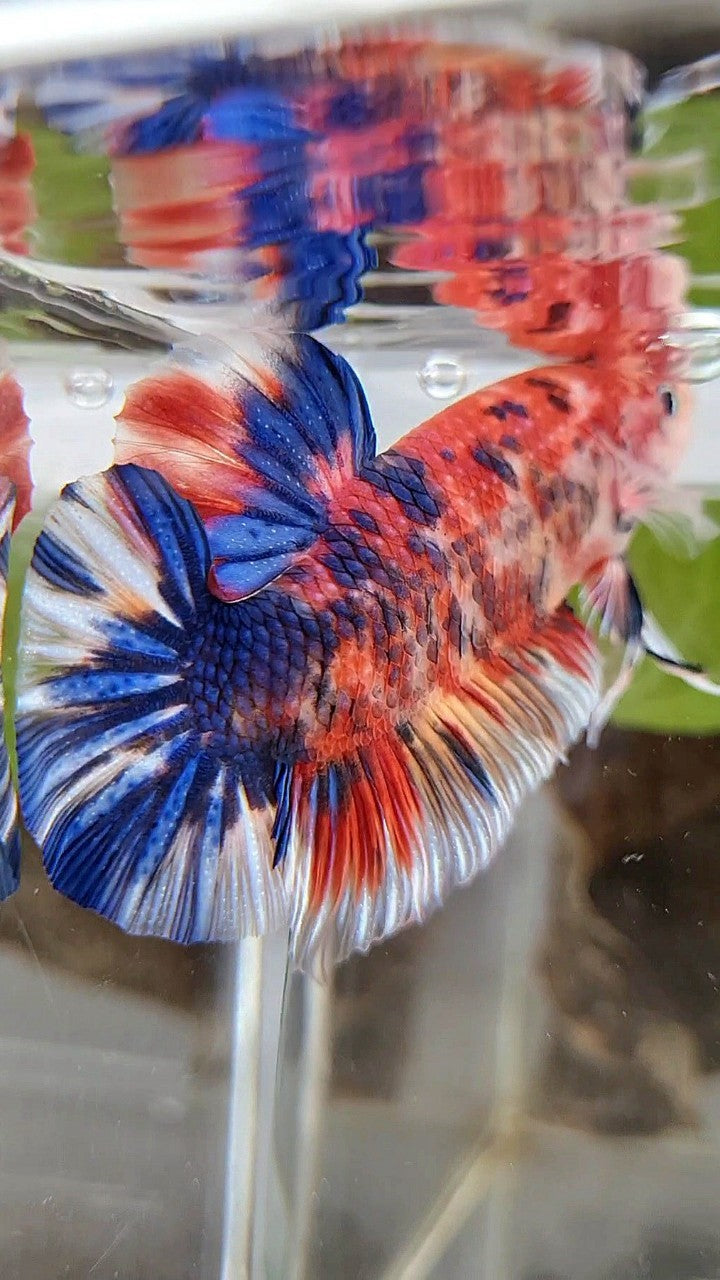 GIANT BO 5,5CM+ RED METTALIC MULTICOLOR BETTA FISH