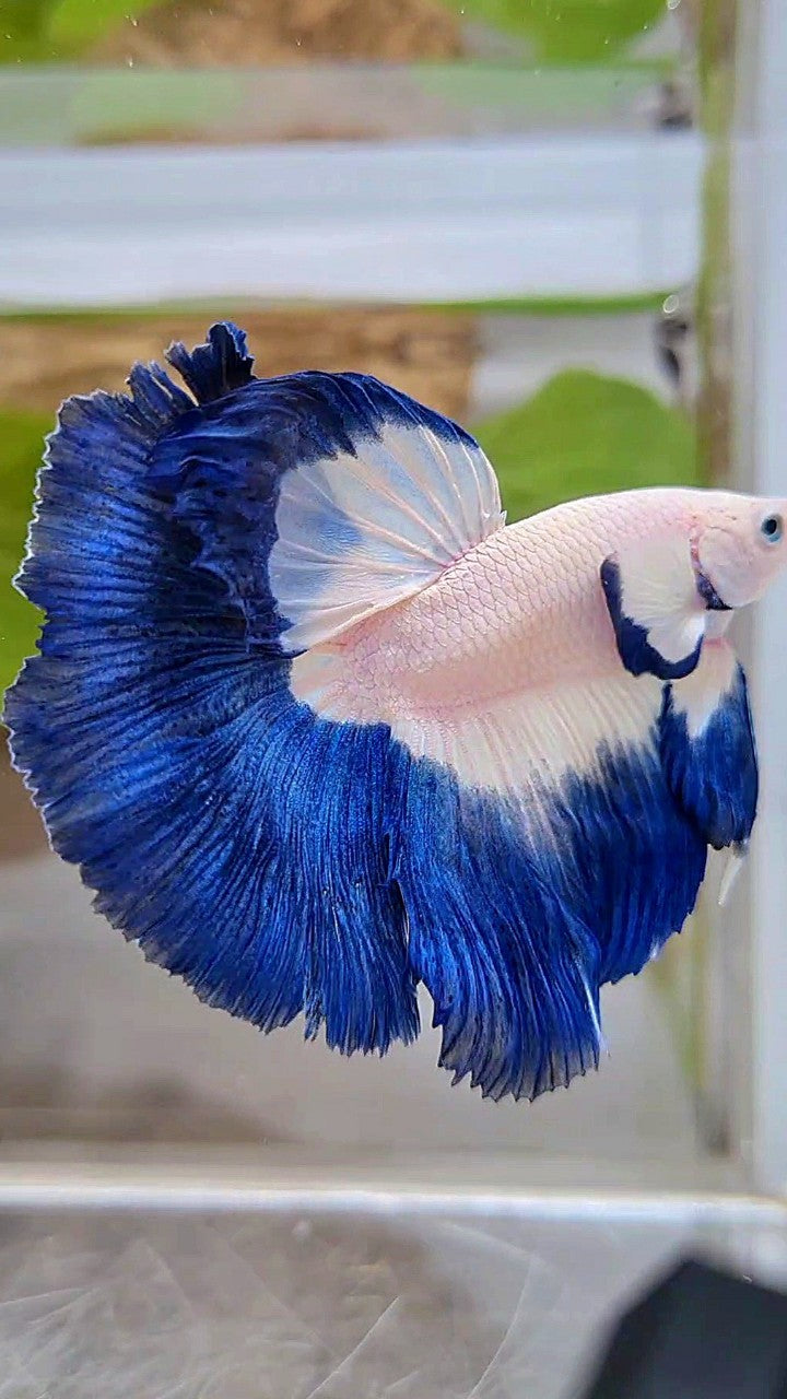 LUXURY HALFMOON BIG EAR ROSETAIL BLUE RIM BICOLOR BETTA FISH