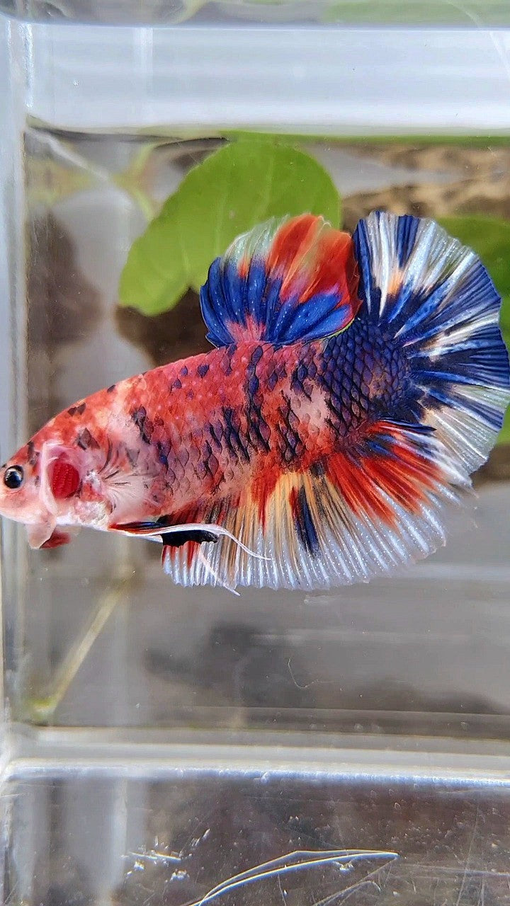 GIANT BO 5,5CM+ RED METTALIC MULTICOLOR BETTA FISH