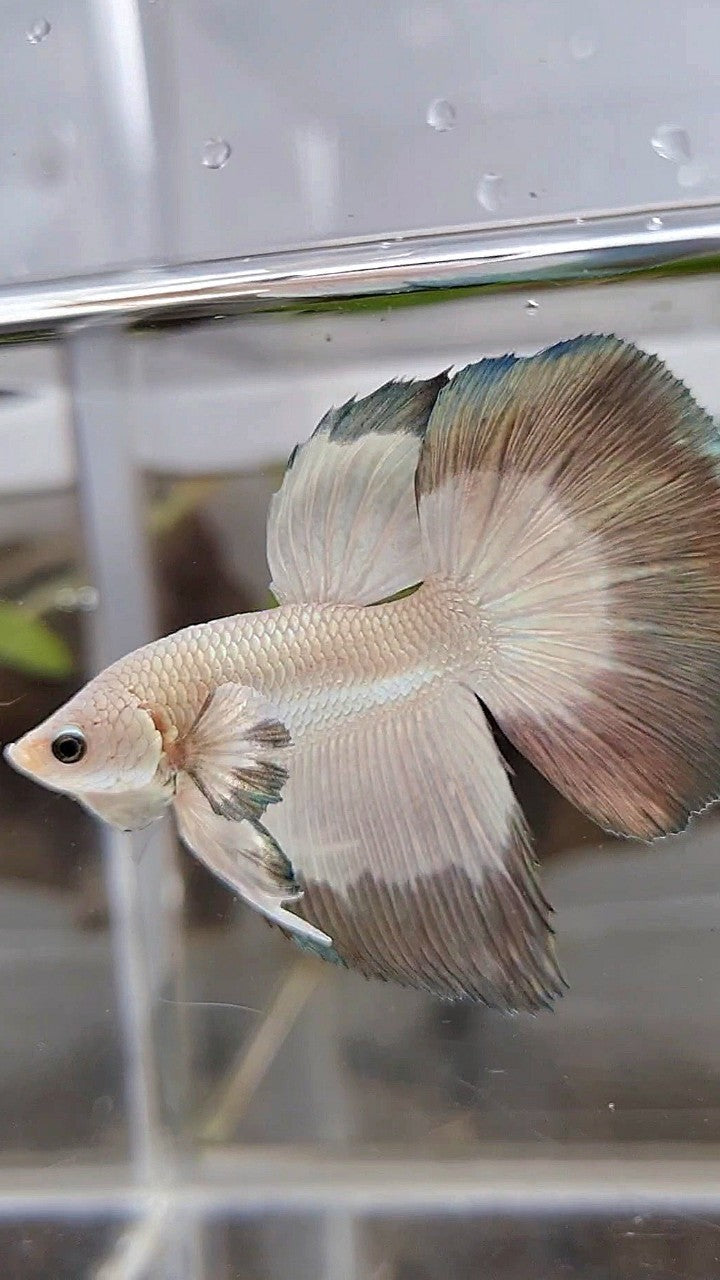 HALFMOON COPPER RIM BUTTERFLY BETTA FISH