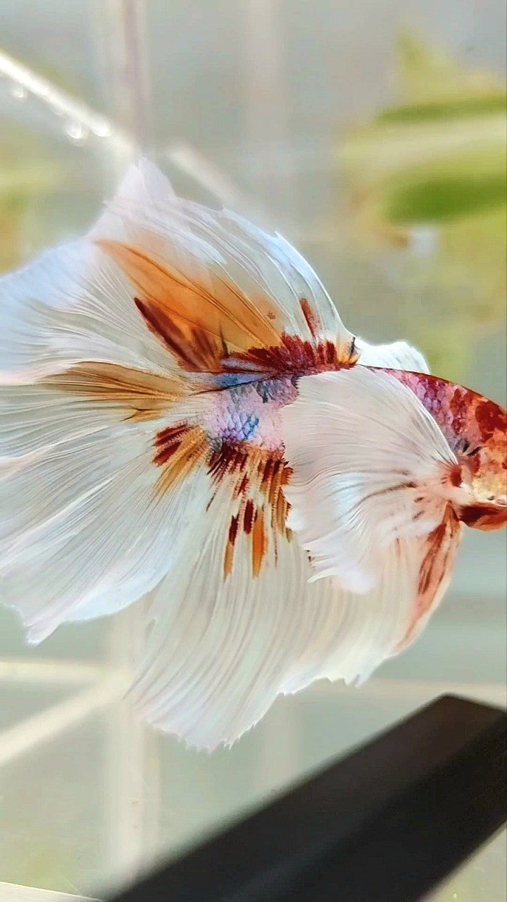 HALFMOON SUPER DUMBO EAR ROSETAIL WHITE ORANGE MULTICOLOR BETTA FISH