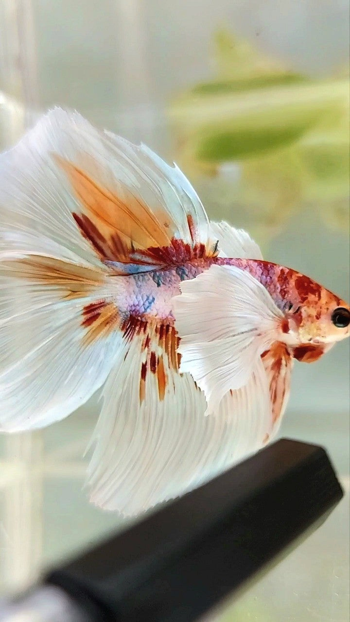 HALFMOON SUPER DUMBO EAR ROSETAIL WHITE ORANGE MULTICOLOR BETTA FISH