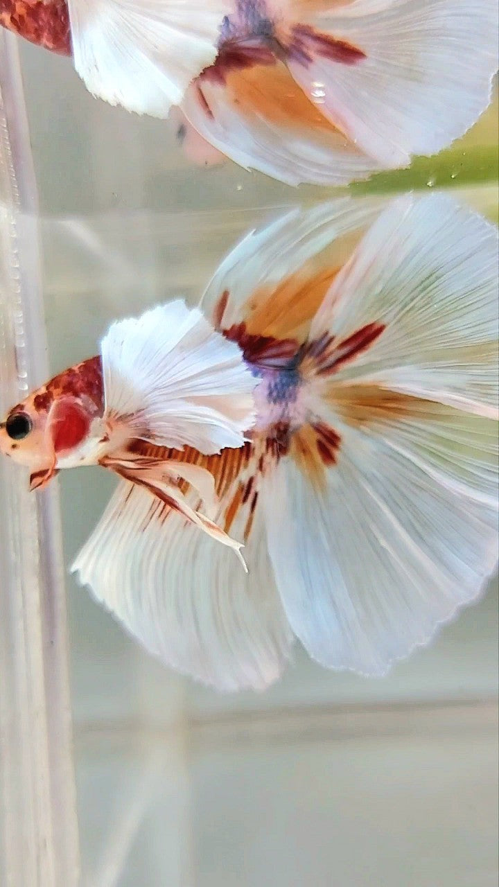 HALFMOON SUPER DUMBO EAR ROSETAIL WHITE ORANGE MULTICOLOR BETTA FISH