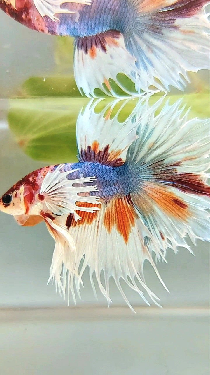 LUXURY XL CROWNTAIL DUMBO EAR BLUE ORANGE MULTICOLOR BETTA FISH