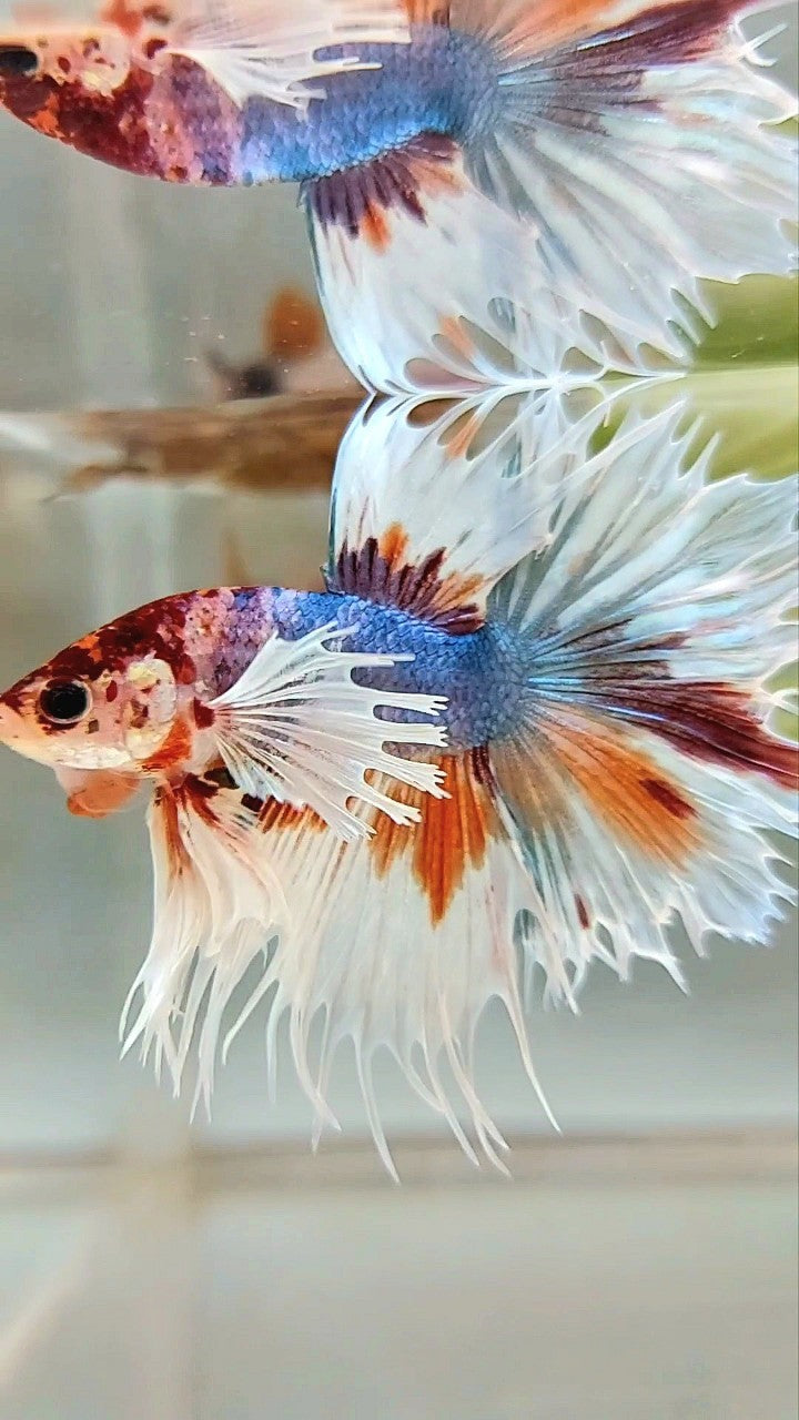 LUXURY XL CROWNTAIL DUMBO EAR BLUE ORANGE MULTICOLOR BETTA FISH
