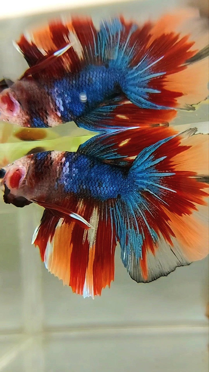 HALFMOON BLUE FIRE BAREFACE UNIQUE MULTICOLOR BETTA FISH
