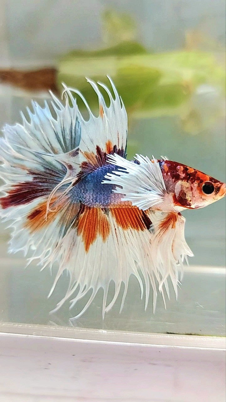 LUXURY XL CROWNTAIL DUMBO EAR BLUE ORANGE MULTICOLOR BETTA FISH