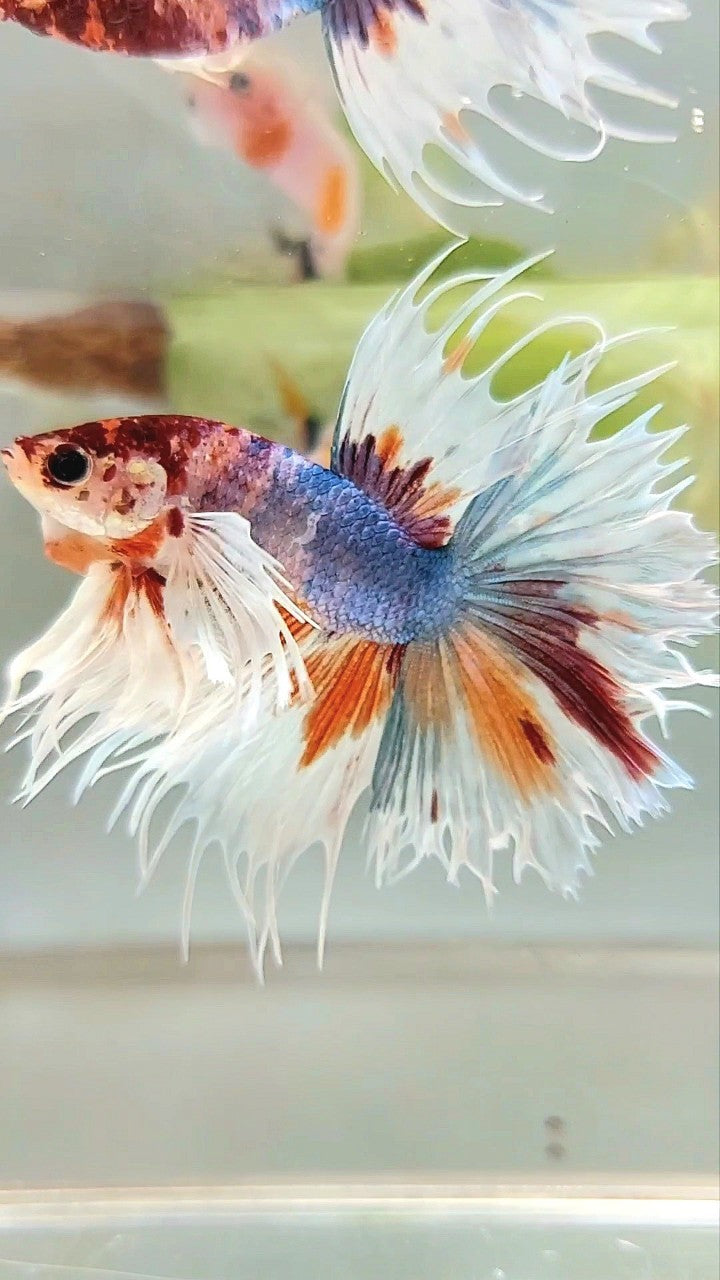 LUXURY XL CROWNTAIL DUMBO EAR BLUE ORANGE MULTICOLOR BETTA FISH