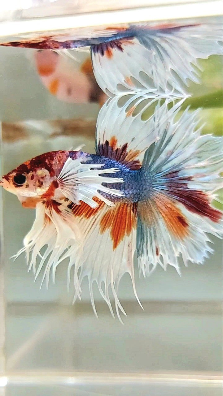 LUXURY XL CROWNTAIL DUMBO EAR BLUE ORANGE MULTICOLOR BETTA FISH