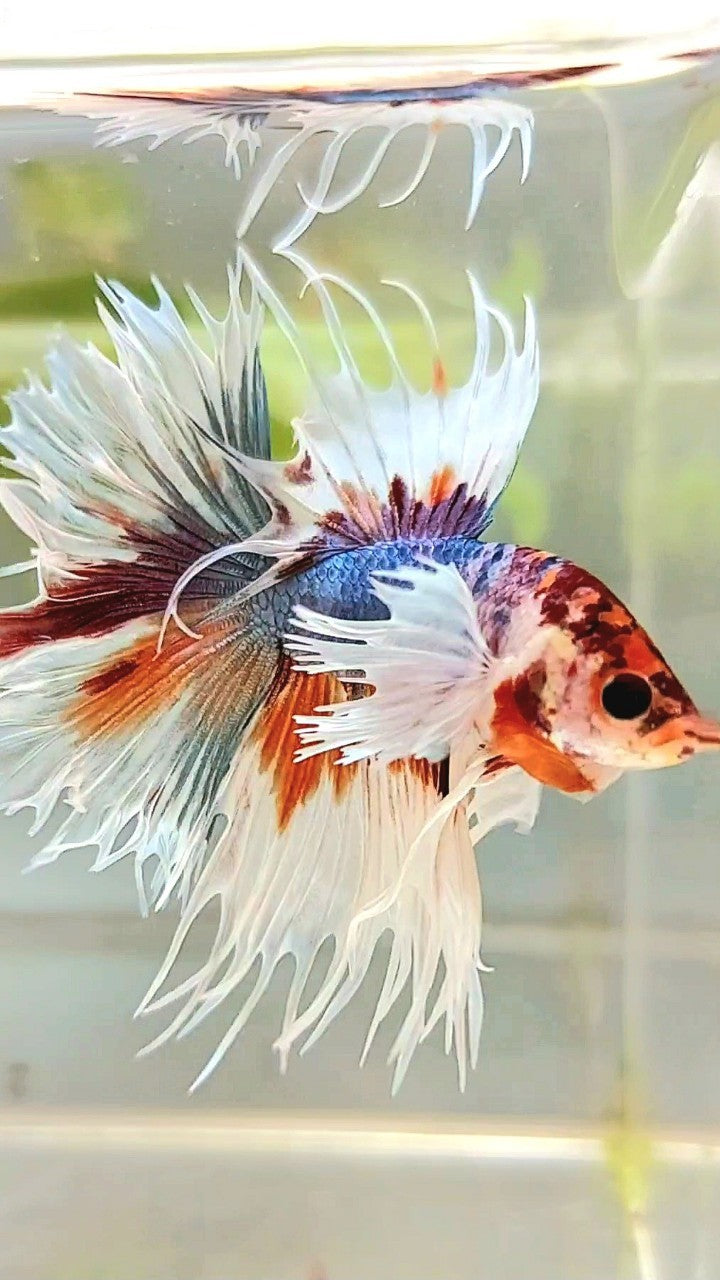 LUXURY XL CROWNTAIL DUMBO EAR BLUE ORANGE MULTICOLOR BETTA FISH