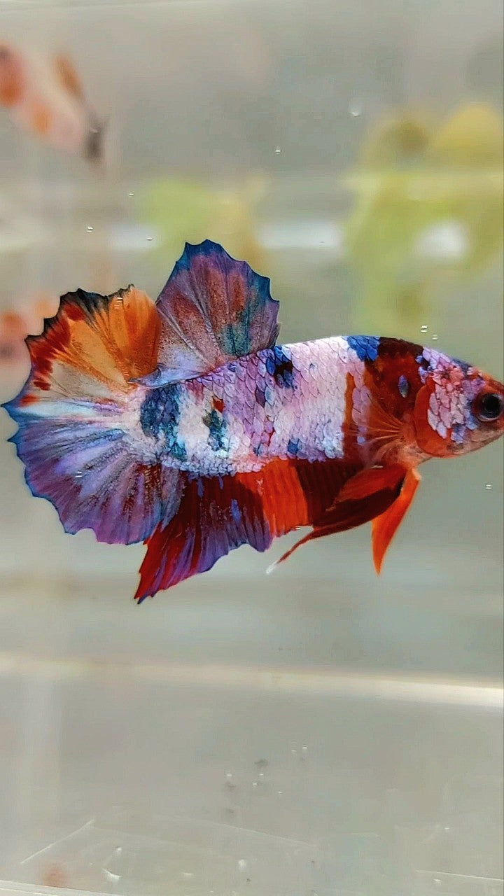 PLAKAT PURPLE CANDY MULTICOLOR BETTA FISH