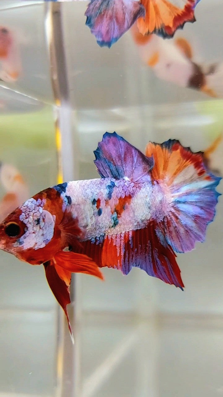 PLAKAT PURPLE CANDY MULTICOLOR BETTA FISH