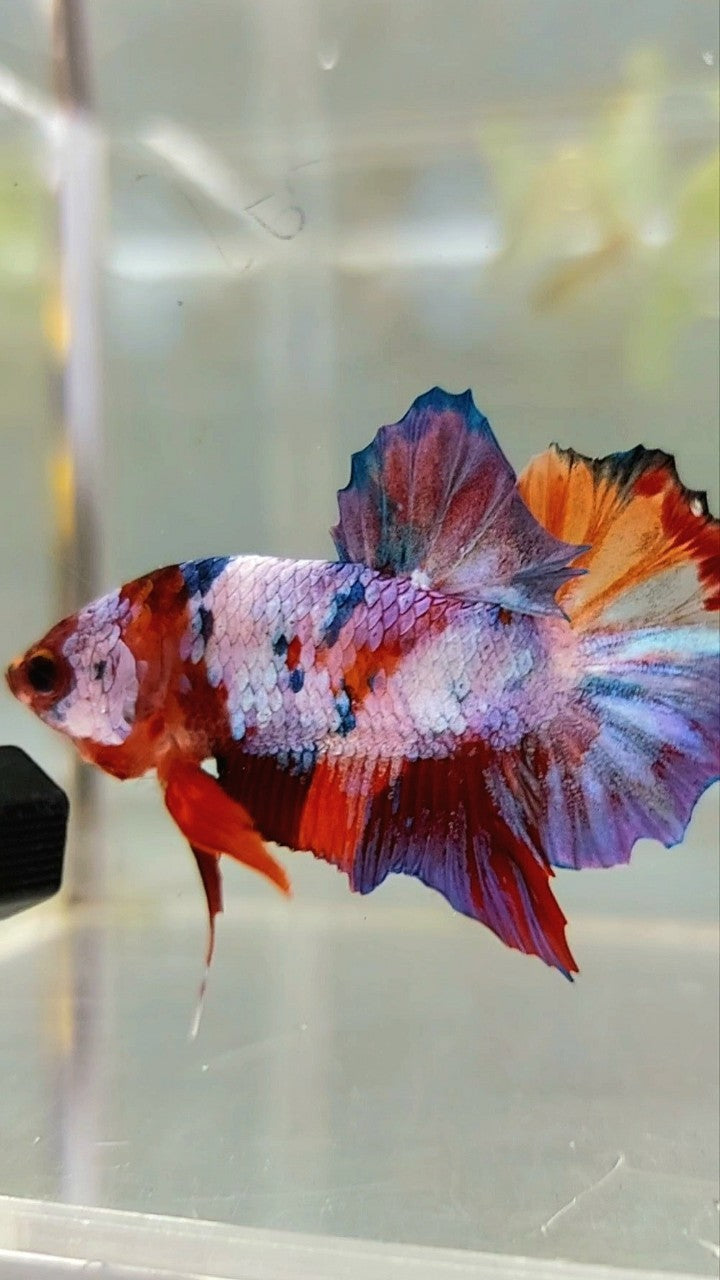 PLAKAT PURPLE CANDY MULTICOLOR BETTA FISH