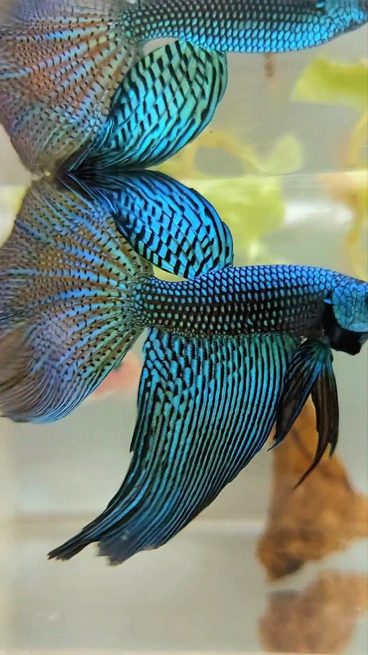 LUXURY XL HALFMOON ALIEN GREEN-BLUE HYBRID WILD BETTA FISH