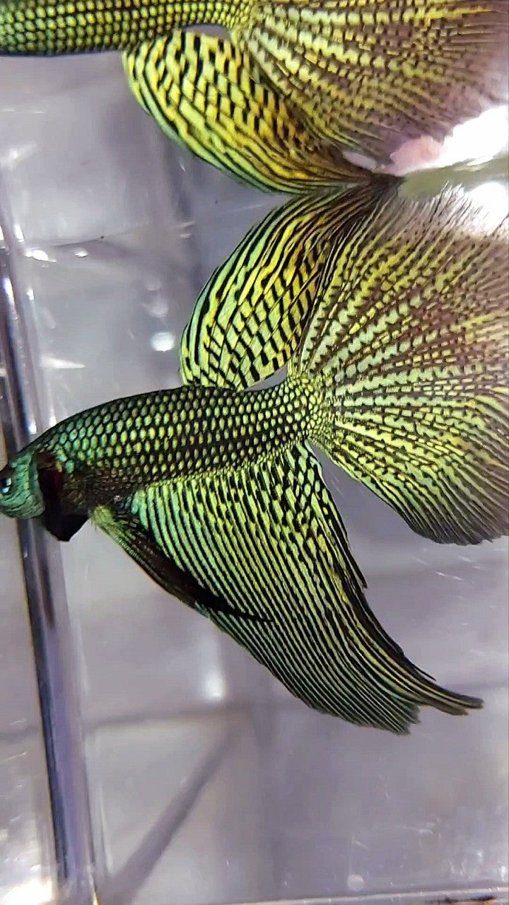 LUXURY XL HALFMOON ALIEN GREEN-BLUE HYBRID WILD BETTA FISH