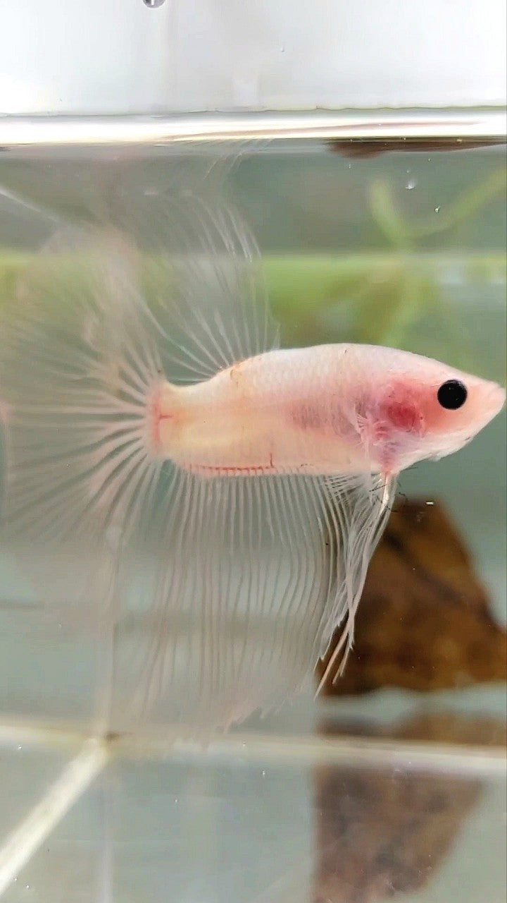 HALFMOON TRANSPARENT CELLOPHANE BETTA FISH