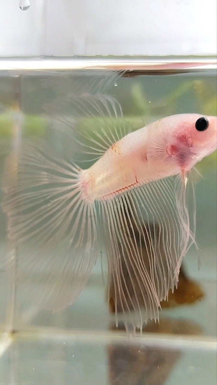HALFMOON TRANSPARENT CELLOPHANE BETTA FISH