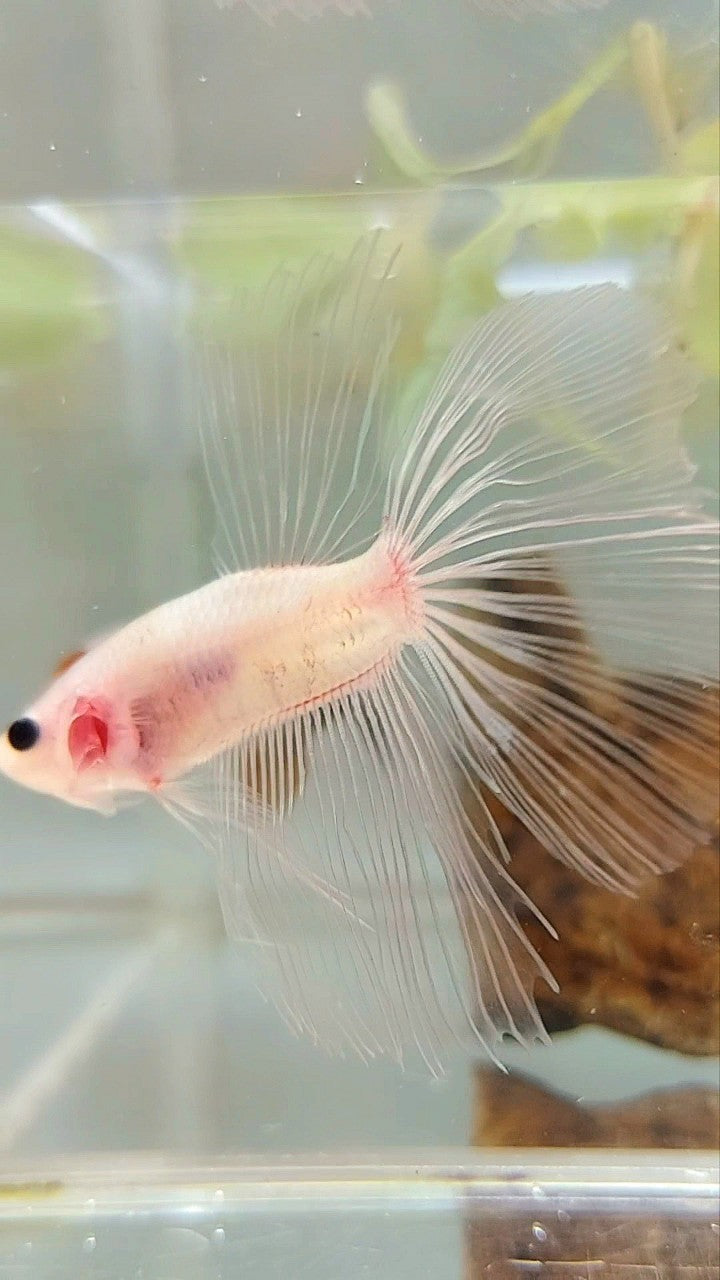 HALFMOON TRANSPARENT CELLOPHANE BETTA FISH
