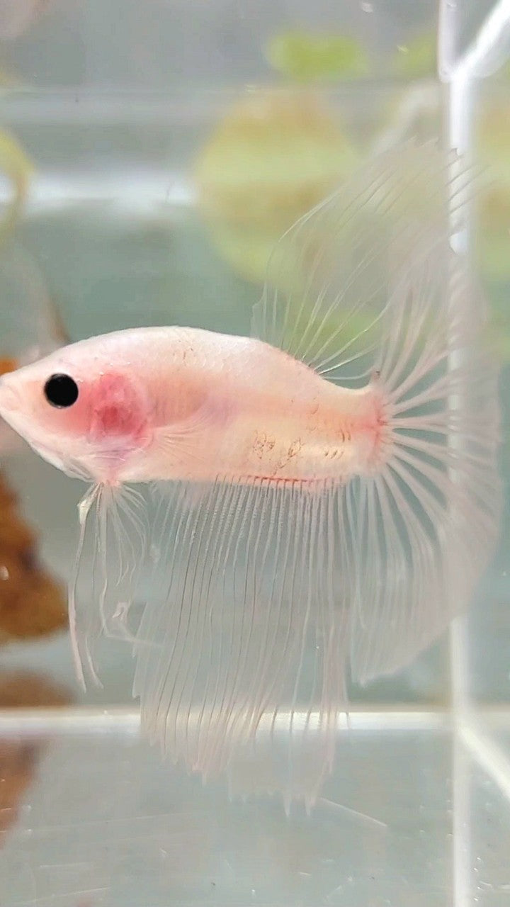 HALFMOON TRANSPARENT CELLOPHANE BETTA FISH