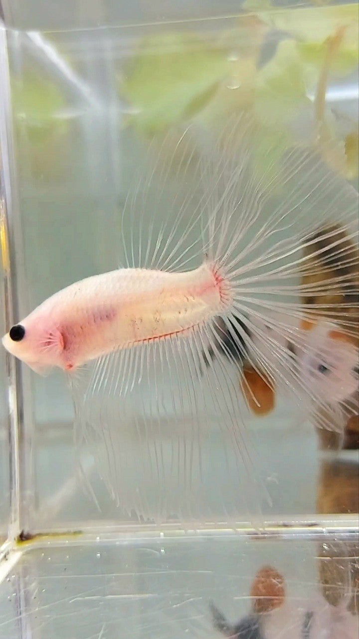 HALFMOON TRANSPARENT CELLOPHANE BETTA FISH