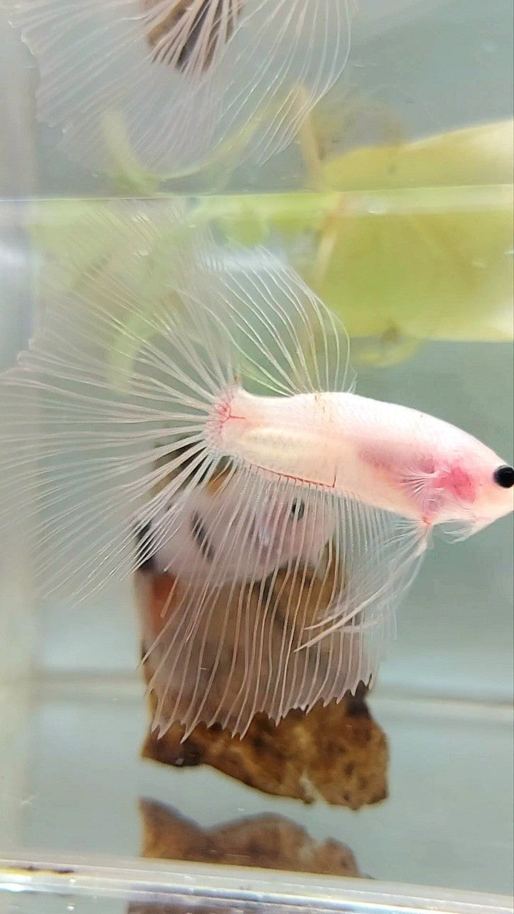 HALFMOON TRANSPARENT CELLOPHANE BETTA FISH