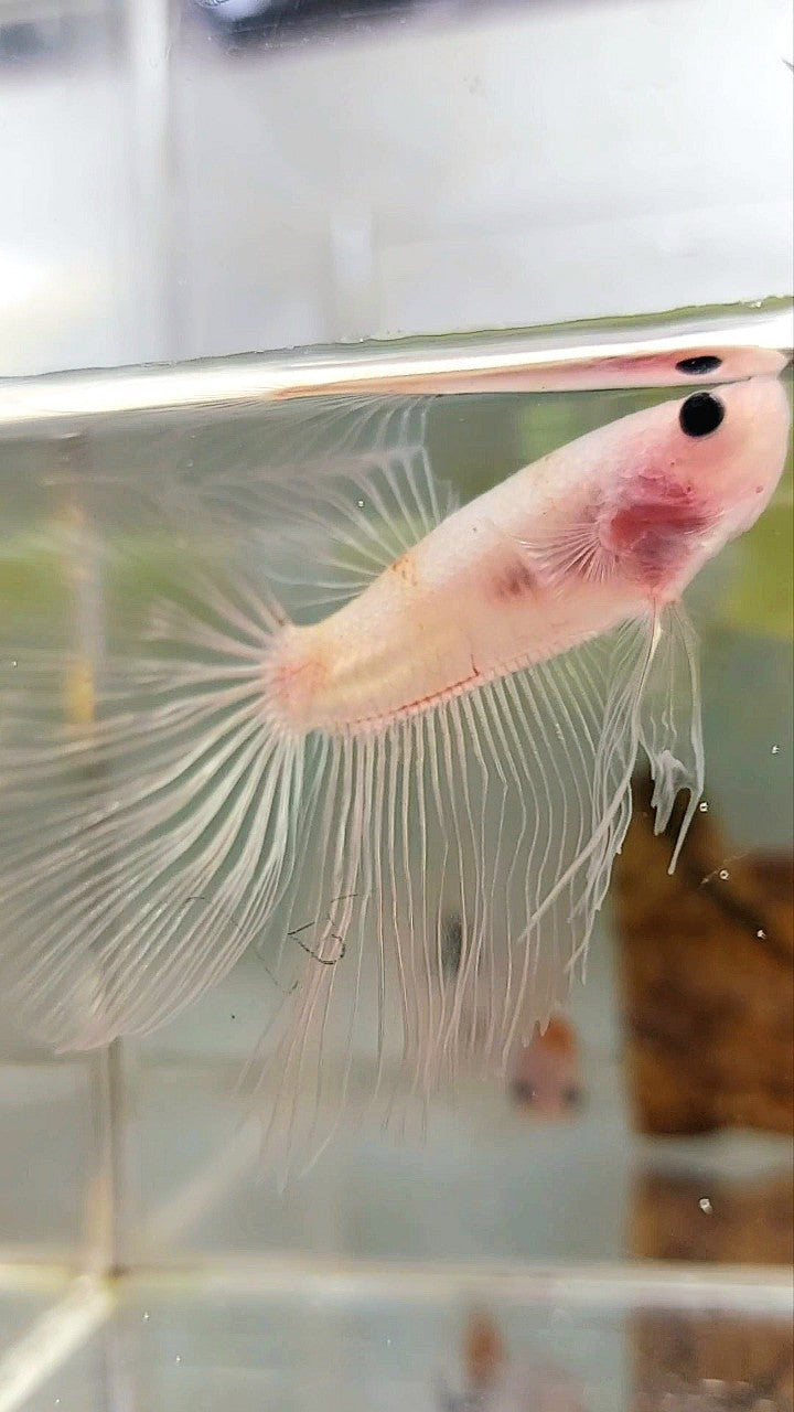 HALFMOON TRANSPARENT CELLOPHANE BETTA FISH