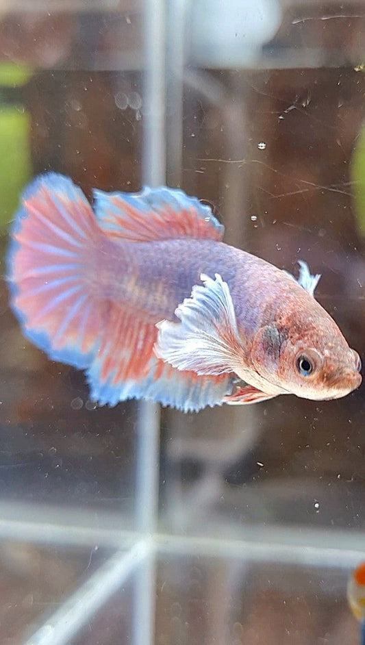 FEMALE HALFMOON DUMBO EAR PURPLE BETTA FISH
