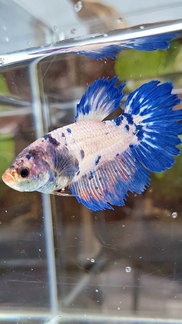 FEMALE GIANT HALFMOON BO 5CM+ CROWNTAIL PINK FLAMINGGO BLUE FANCY RIM BETTA FISH