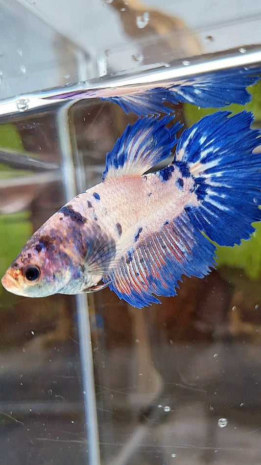 FEMALE GIANT HALFMOON BO 5CM+ CROWNTAIL PINK FLAMINGGO BLUE FANCY RIM BETTA FISH