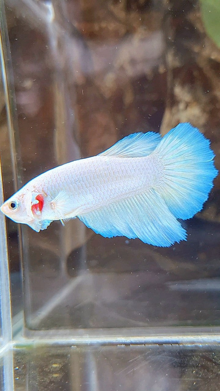 FEMALE HALFMOON WHITE LINE BLUE RIM BETTA FISH