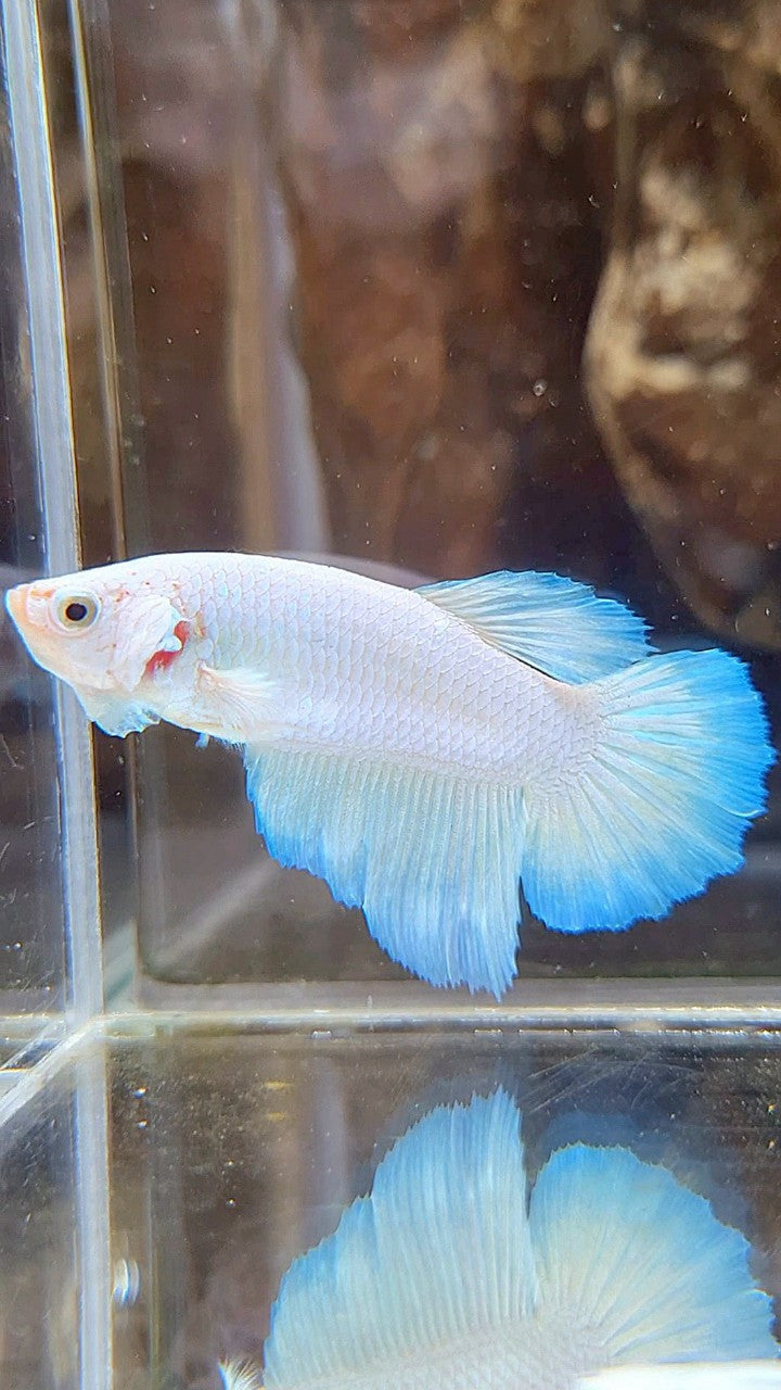 FEMALE HALFMOON WHITE LINE BLUE RIM BETTA FISH