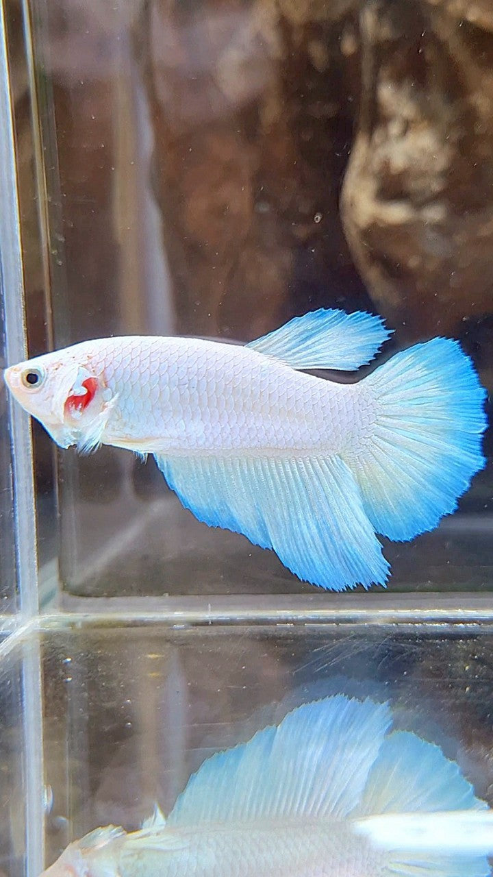 FEMALE HALFMOON WHITE LINE BLUE RIM BETTA FISH