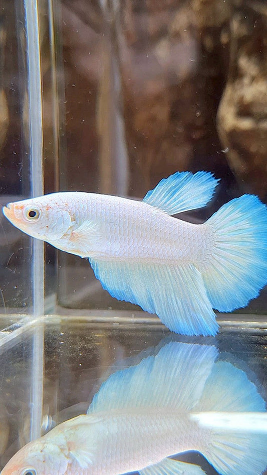 FEMALE HALFMOON WHITE LINE BLUE RIM BETTA FISH