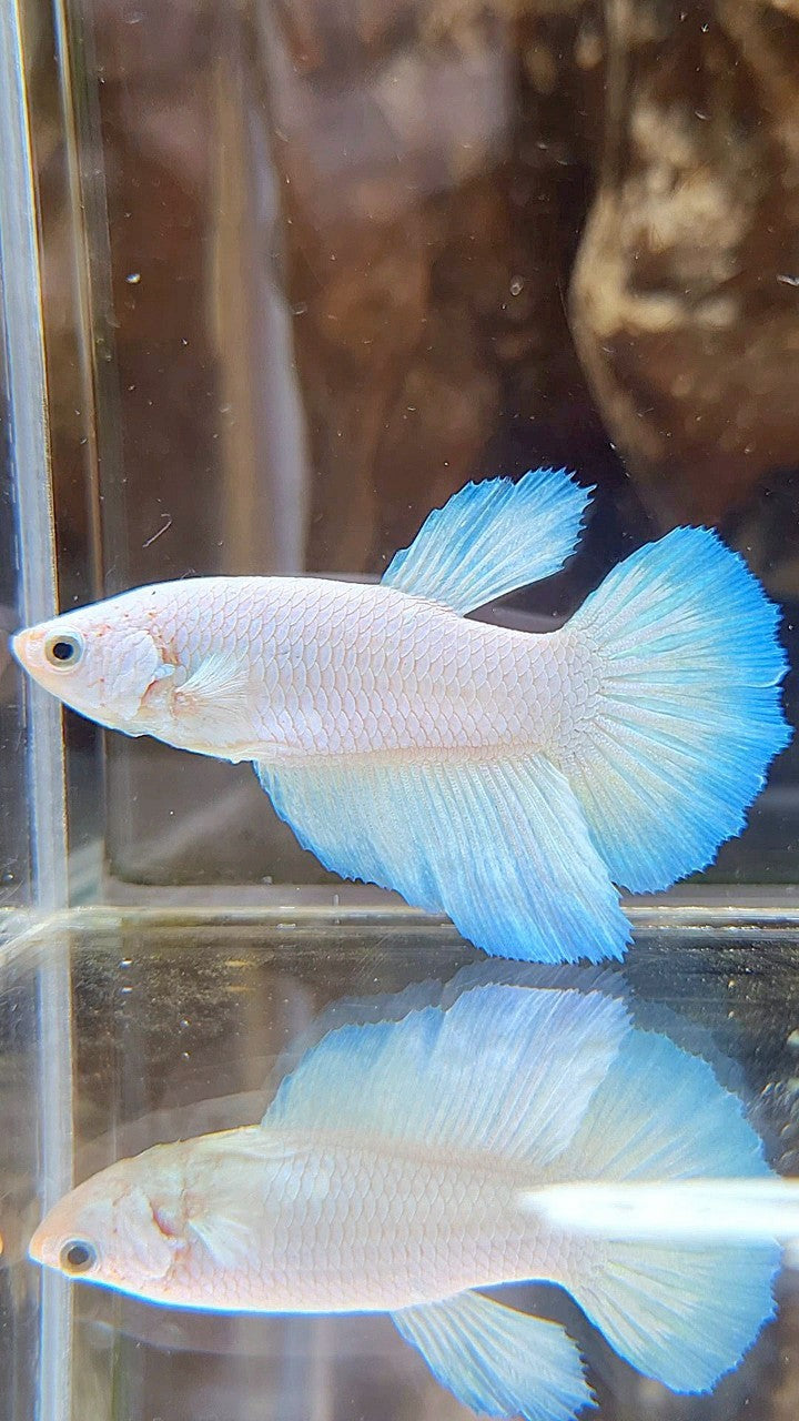 FEMALE HALFMOON WHITE LINE BLUE RIM BETTA FISH