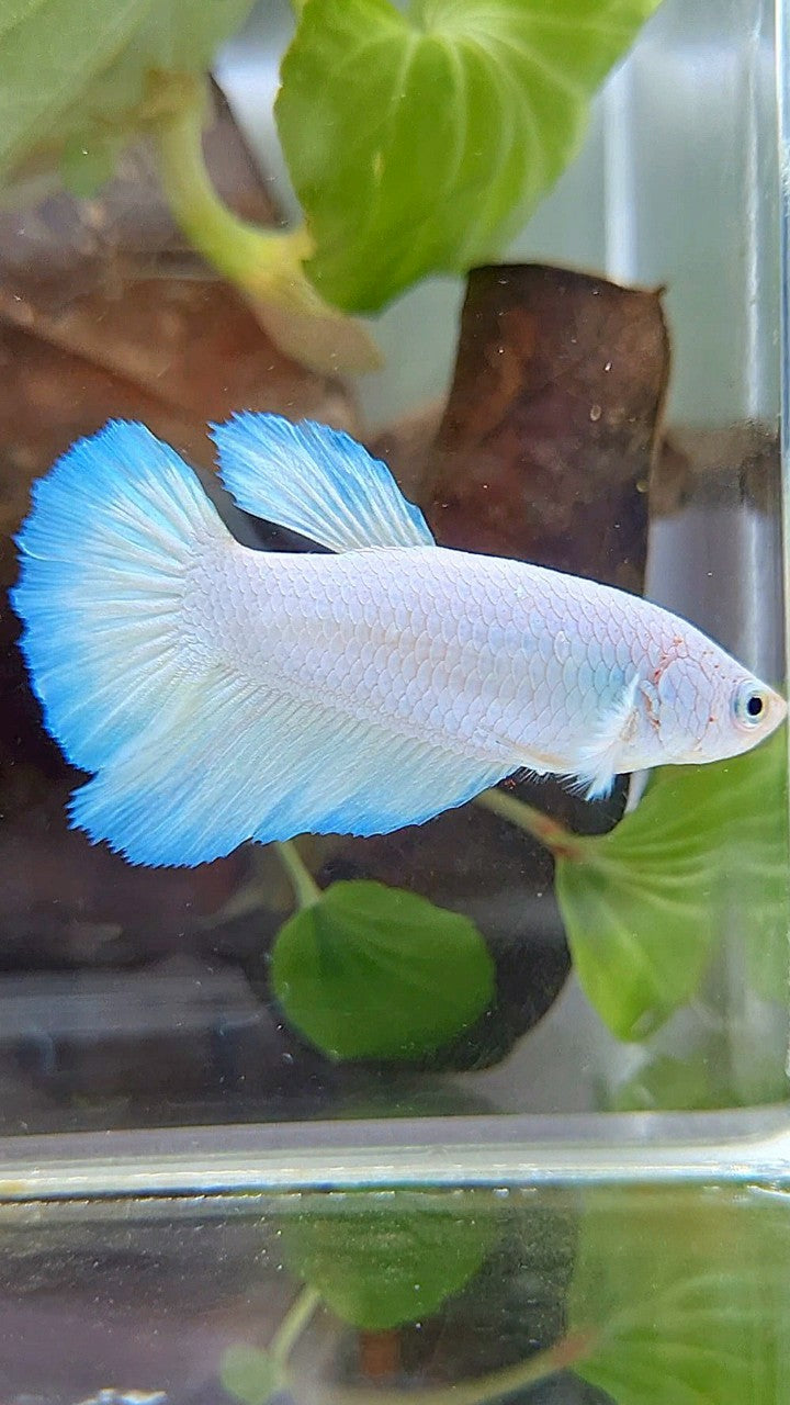 FEMALE HALFMOON WHITE LINE BLUE RIM BETTA FISH