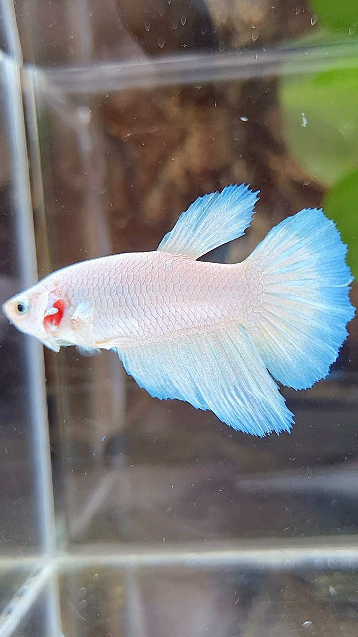 FEMALE HALFMOON WHITE LINE BLUE RIM BETTA FISH